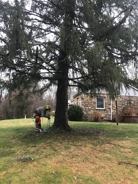 Tree Removal in Weaverville NC just outside Asheville North Carolina