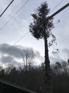 Tree removal service at a home in Fletcher North Carolina