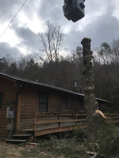 Tree removal service at a home in Fletcher North Carolina