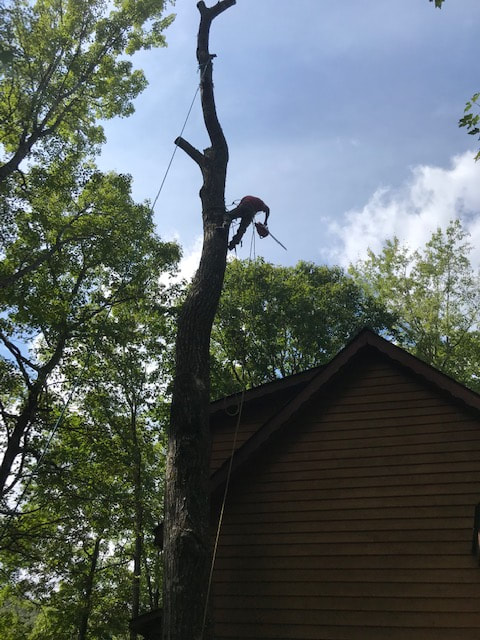 Tree removal at a home in the mountains near Asheville NC