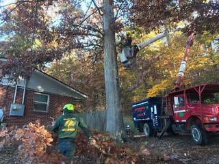Picture Affordable Tree Care of Asheville NC Tree Cutting Service Removal Fletcher Weaverville, Black Mountain WNC